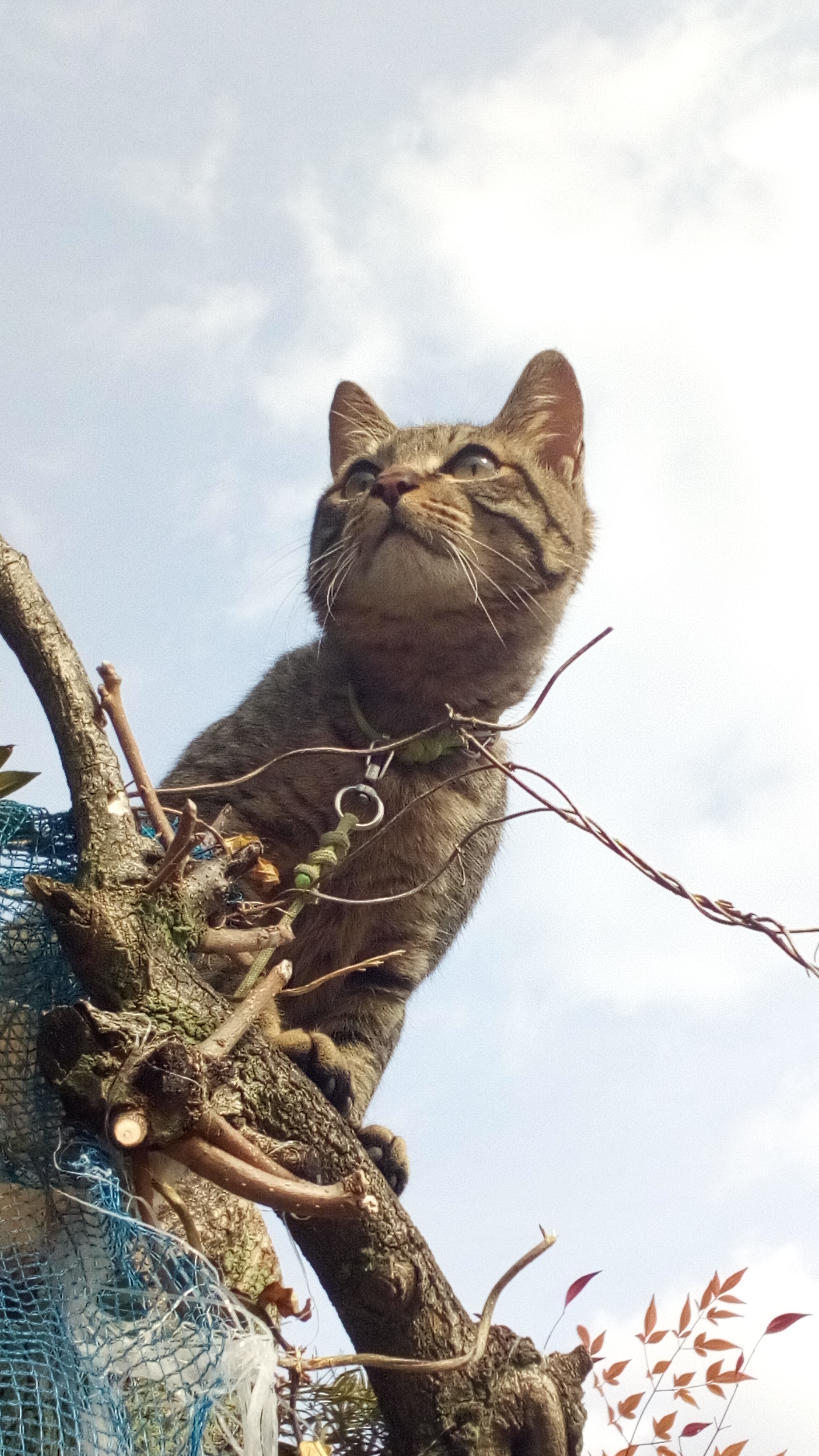 木登りcat